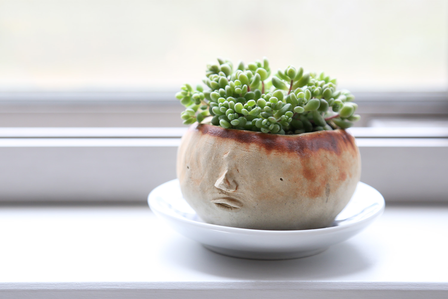 多肉植物の植え方 | 月と楓 Design Room